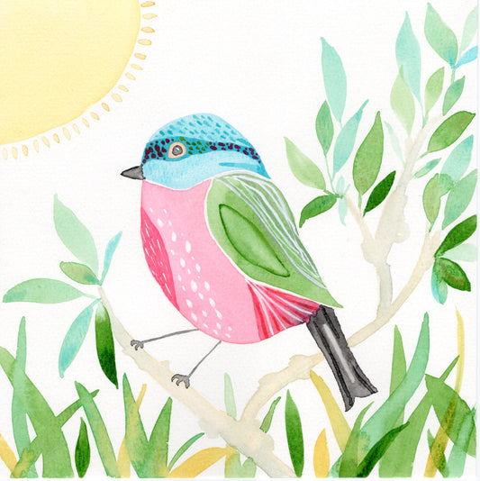 Pink Belly Bird